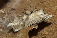 Pterostoma palpina