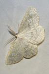 Cabera exanthemata