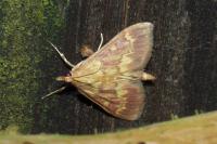 Ostrinia nubilalis/scapulalis