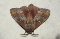 Dendrolimus pini