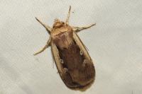 Ochropleura plecta