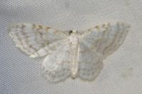 Asthena albulata