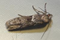 Blastobasis glandulella