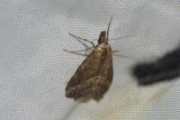 Schrankia costaestrigalis