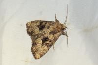 Mesapamea secalella/secalis
