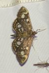 Anania coronata