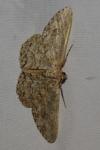 Hypomecis punctinalis