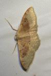 Idaea degeneraria