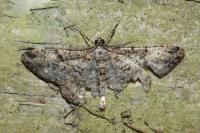 Peribatodes rhomboidaria