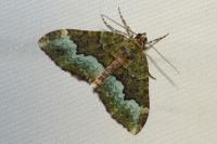 Euphyia biangulata