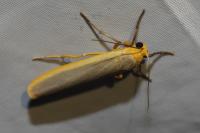 Manulea complana
