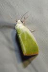 Earias clorana