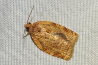 Adoxophyes orana