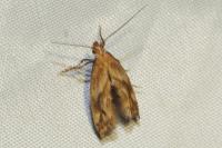 Epermenia falciformis