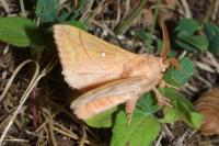 Odonestis pruni