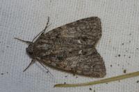 Acronicta rumicis