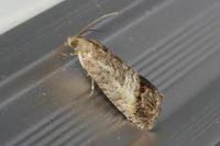 Cydia splendana