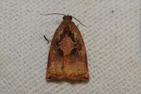 Archips podana