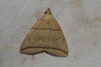 Herminia grisealis