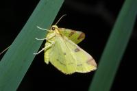 Opisthograptis luteolata