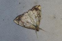Evergestis pallidata