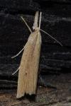 Chilo phragmitellus