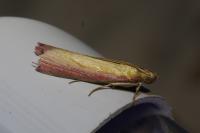 Oncocera semirubella