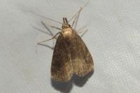 Schrankia costaestrigalis