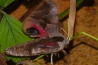 Smerinthus ocellatus
