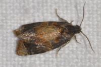Ditula angustiorana