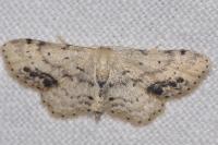 Idaea dimidiata