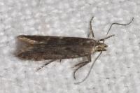 Monochroa hornigi