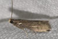 Eccopisa effractella