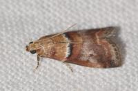 Acrobasis repandana