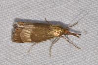 Chrysocrambus linetella