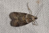 Acrobasis consociella