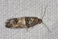 Spilonota ocellana