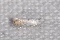 Phyllonorycter harrisella