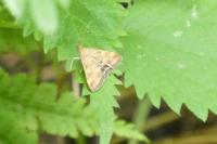 Pyrausta despicata