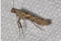 Caloptilia cuculipennella