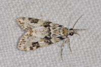 Eudonia delunella
