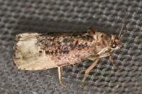 Hedya nubiferana