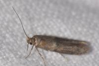 Blastobasis