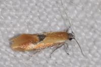 Batia lunaris