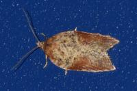 Acleris hastiana