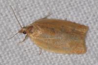 Clepsis consimilana