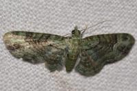 Pasiphila rectangulata