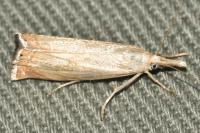 Chrysoteuchia culmella