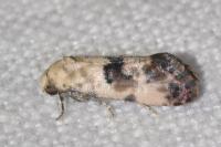 Cochylis posterana