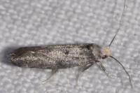 Paraswammerdamia nebulella